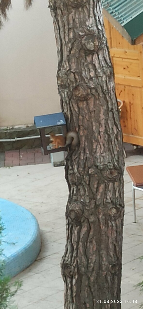 Гостевой дом Сосновая дача Геленджик-7