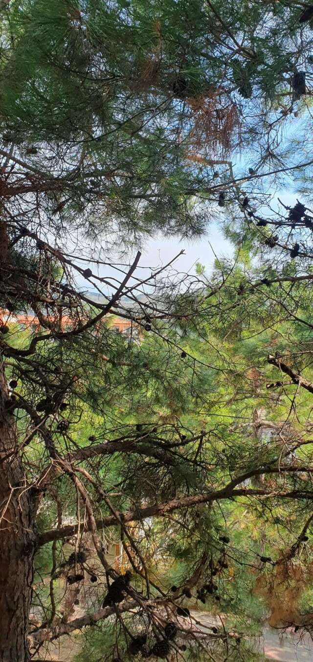 Гостевой дом Сосновая дача Геленджик-24