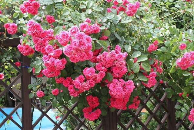 Гостевой дом Сосновая дача Геленджик-11